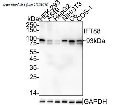 HUABIO HA751417 image 2