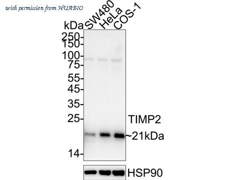 HUABIO HA751418 image 2