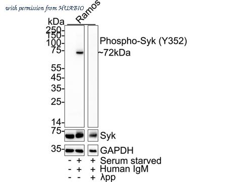 HUABIO HA751422 image 1