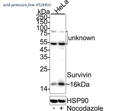 HUABIO HA751428 image 1