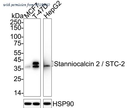 HUABIO HA751434 image 1