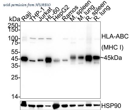 HUABIO HA751435 image 1