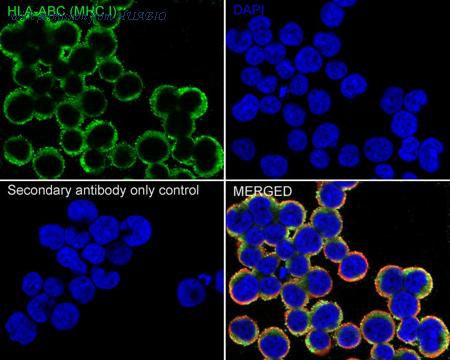 HUABIO HA751435 image 2