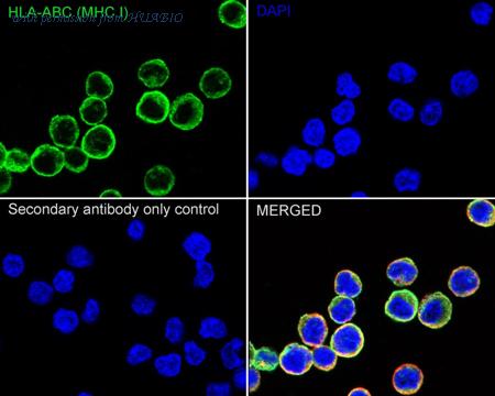 HUABIO HA751435 image 3