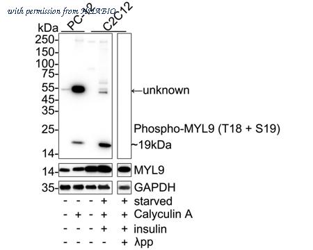 HUABIO HA751447 image 1