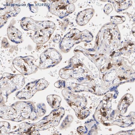 HUABIO HA751448 image 3