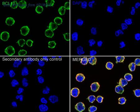 HUABIO HA751468 image 2