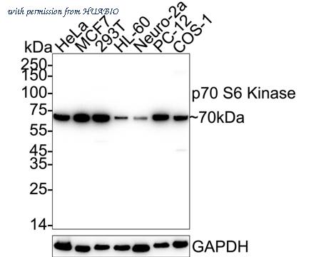 HUABIO HA751469 image 1