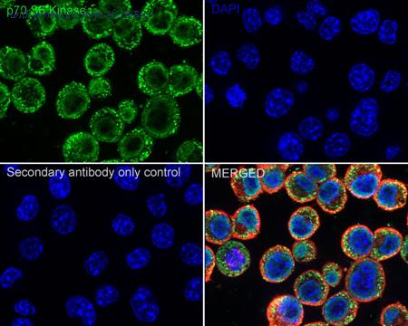 HUABIO HA751469 image 3