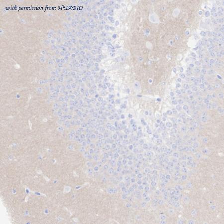 HUABIO HA751470 image 3