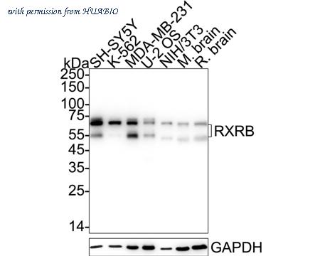HUABIO HA751472 image 1