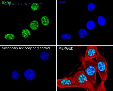 HUABIO HA751472 image 3