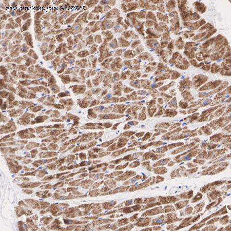 HUABIO HA751476 image 3