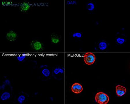 HUABIO HA751485 image 3