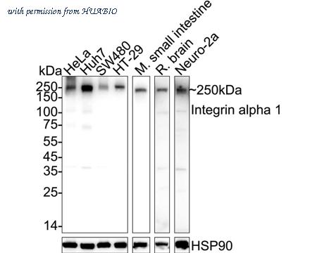 HUABIO HA751500 image 1