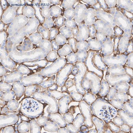 HUABIO HA751500 image 3