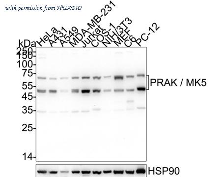 HUABIO HA751501 image 1