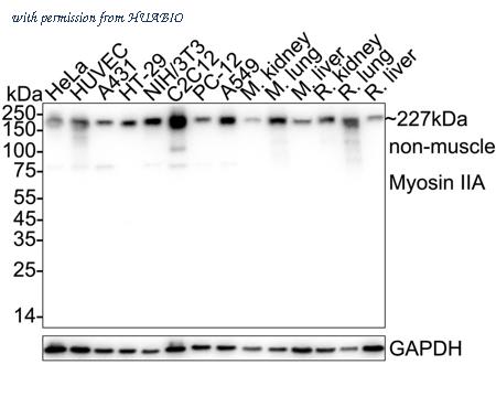 HUABIO HA751505 image 1