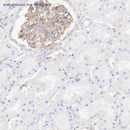 HUABIO HA751505 image 2