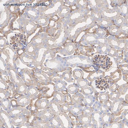 HUABIO HA751505 image 3