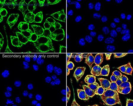 HUABIO HA751511 image 2