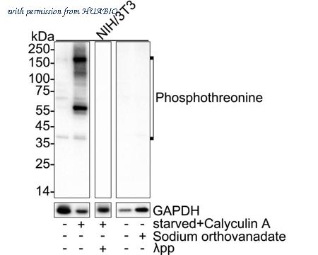 HUABIO HA751516 image 2