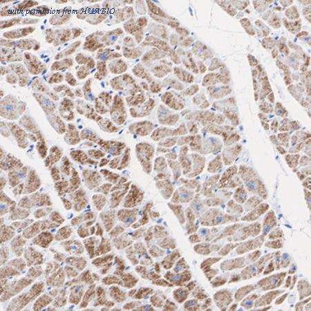 HUABIO HA751524 image 3