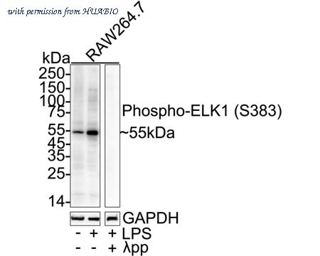 HUABIO HA751526 image 1