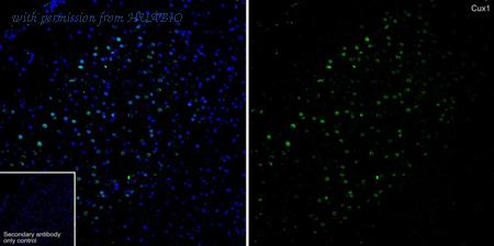 HUABIO HA751530 image 1