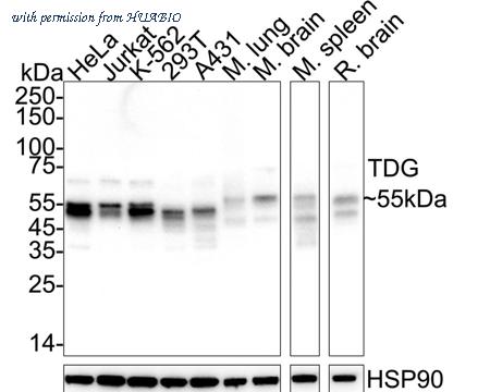HUABIO HA751531 image 1