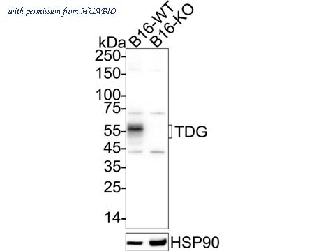 HUABIO HA751531 image 2