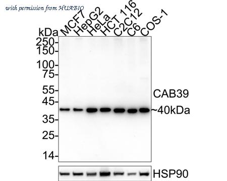 HUABIO HA751545 image 1