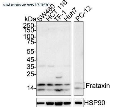 HUABIO HA751547 image 1