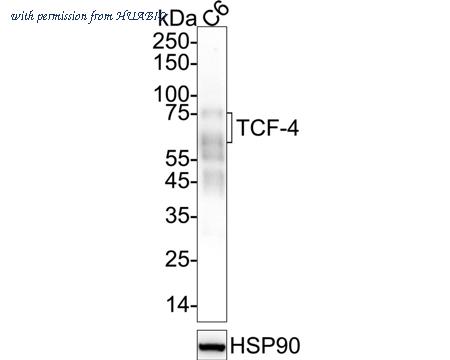 HUABIO HA751548 image 2