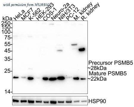 HUABIO HA751549 image 1