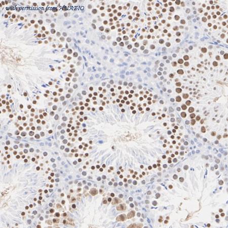 HUABIO HA751551 image 3