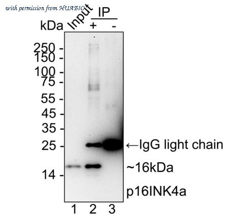 HUABIO HA751555 image 3