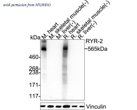 HUABIO HA751567 image 1