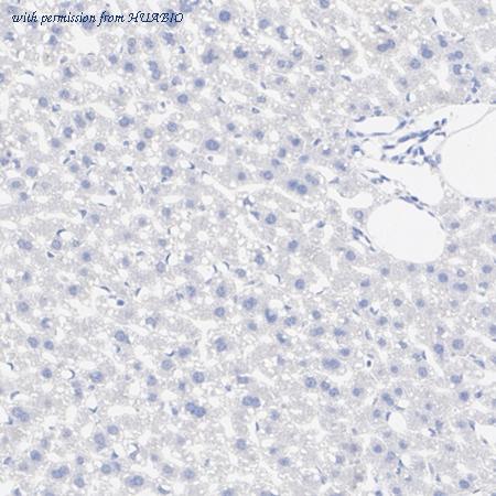 HUABIO HA751567 image 3