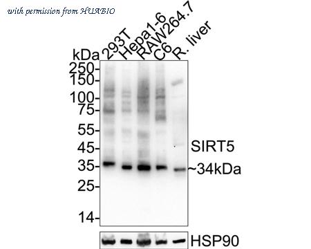 HUABIO HA751578 image 1