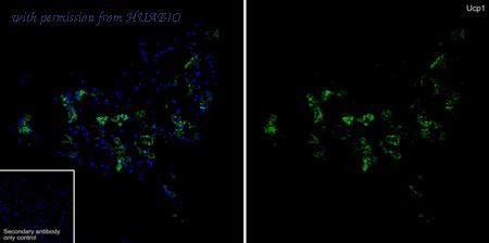 HUABIO HA751580 image 2