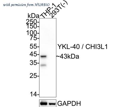HUABIO HA751594 image 1