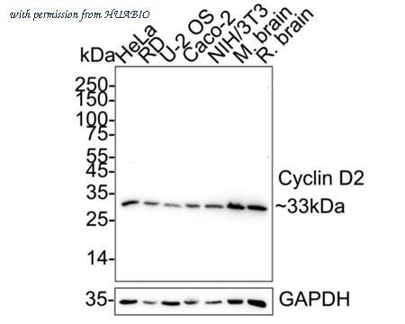 HUABIO HA751602 image 1