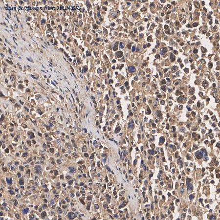 HUABIO HA751602 image 2