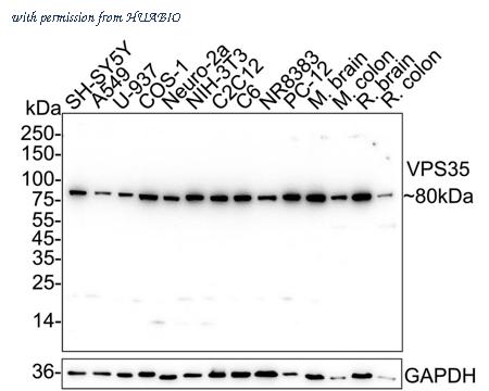 HUABIO HA751603 image 1