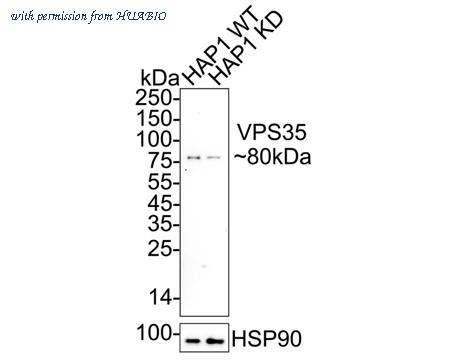 HUABIO HA751603 image 2