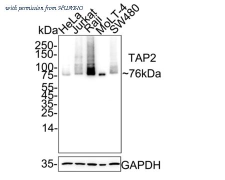 HUABIO HA751604 image 1