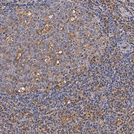 HUABIO HA751604 image 3