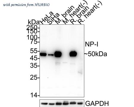 HUABIO HA751613 image 1