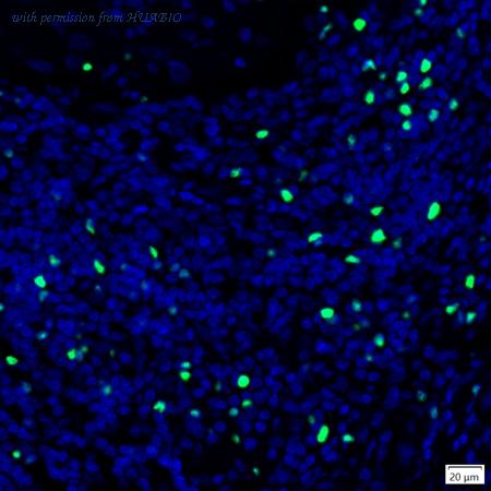 HUABIO IRS008 image 3